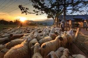 Pastýřské povolání